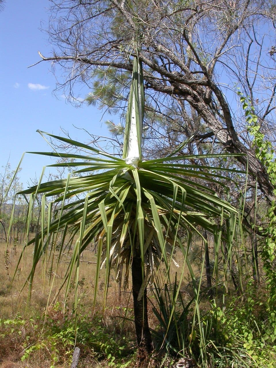 Schraubenbaum 2