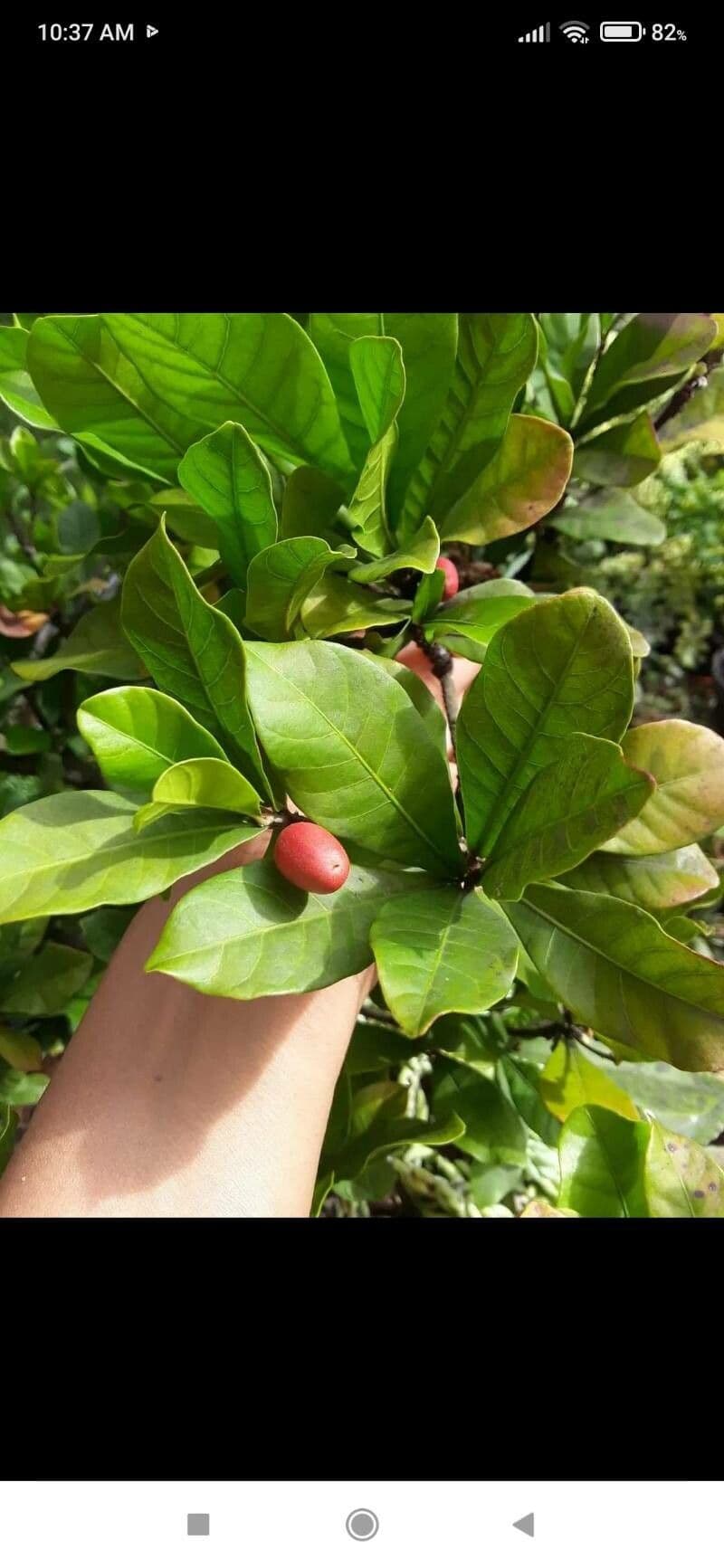 Synsepalum 7