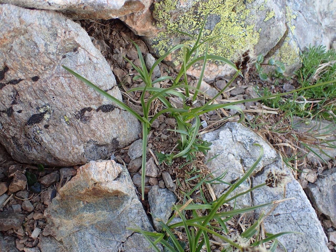 Stinking sedge 15