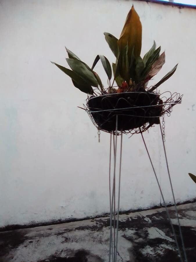 Dendrobium 7