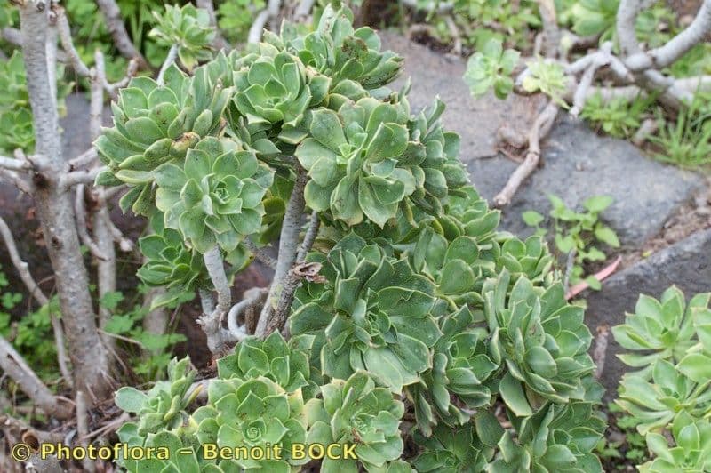 Aeonium lancerottense 19