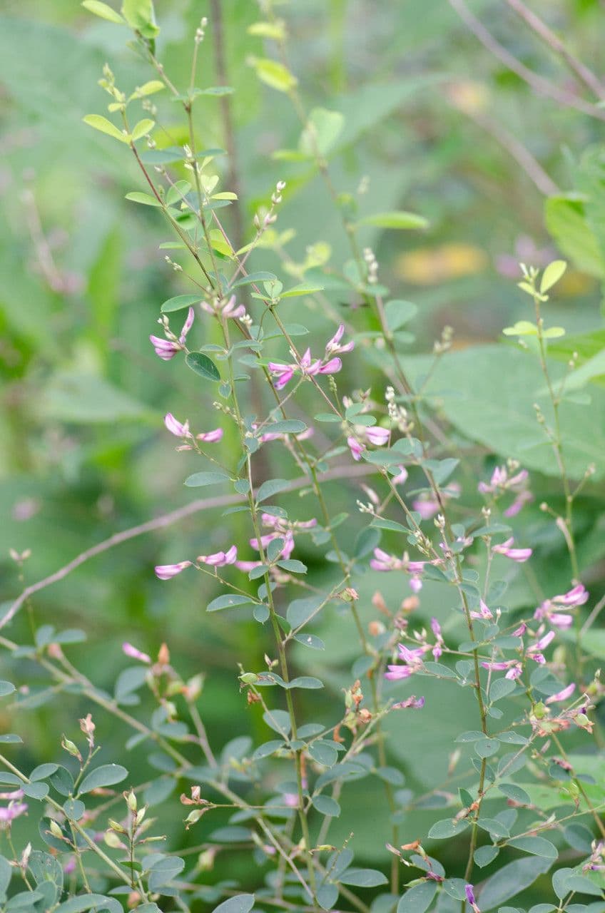 Lespedeza bicolore 3