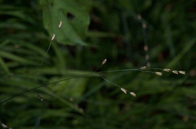 Melica uniflora 15
