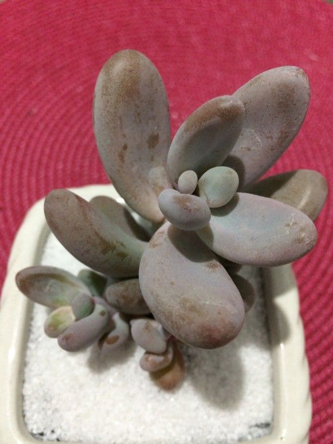 Pachyphytum 15