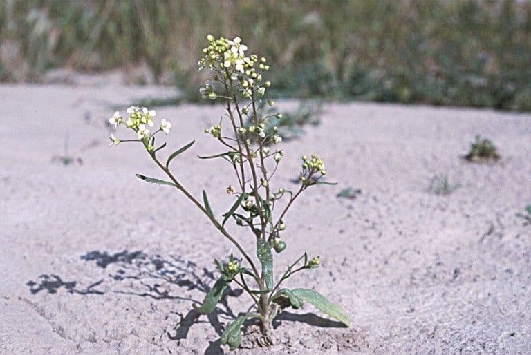 Lepidium 3