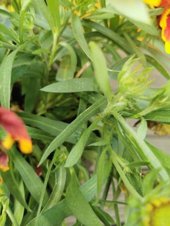 Gaillardia 16