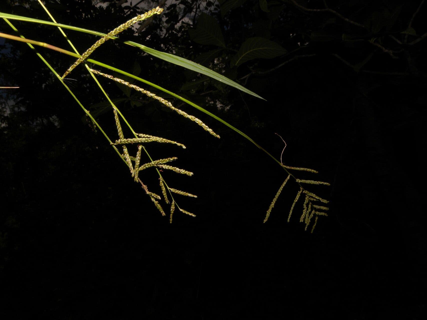 Paspalum plicatulum