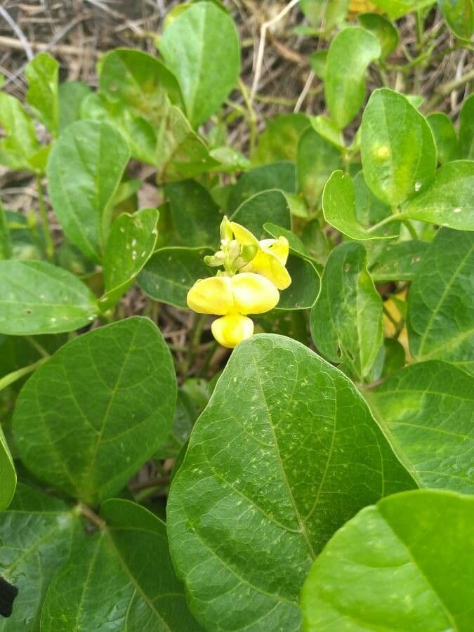 Vigna 6