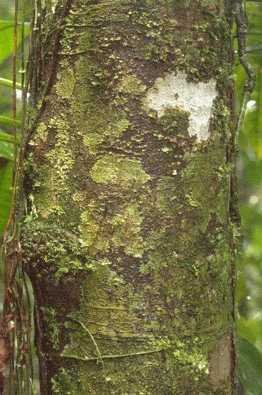 Pseudolmedia 8