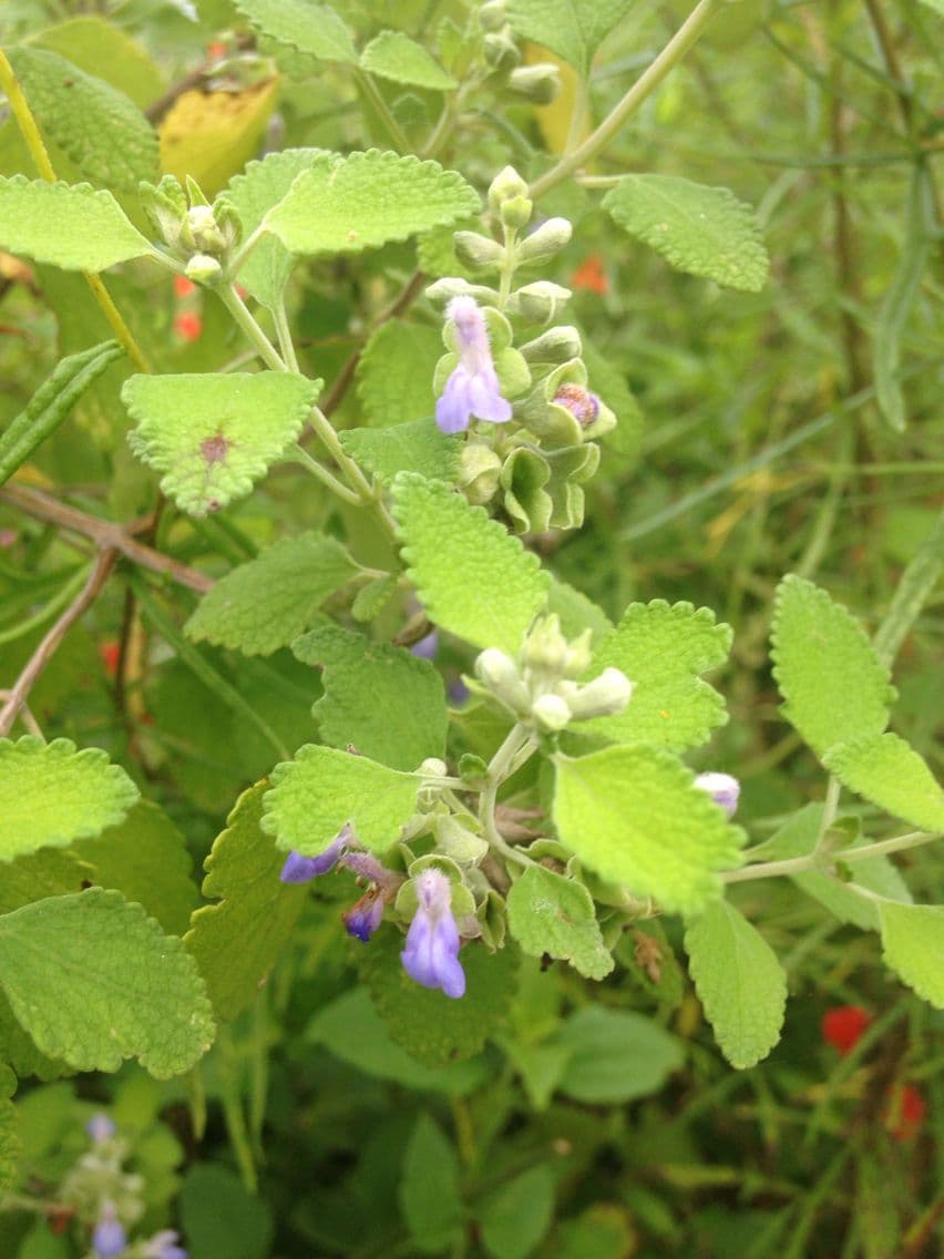 Salvia a grappoli 10