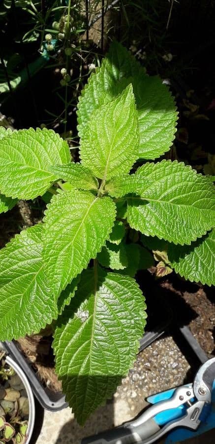 Lippia