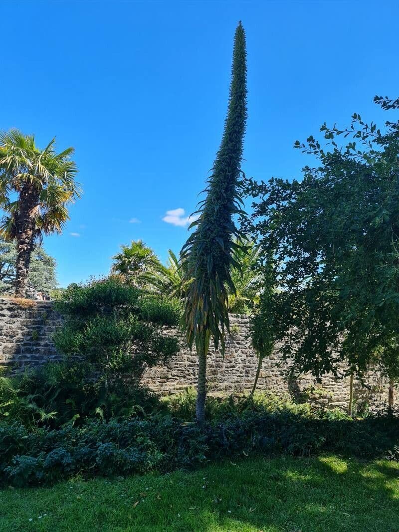 Echium pininana 21
