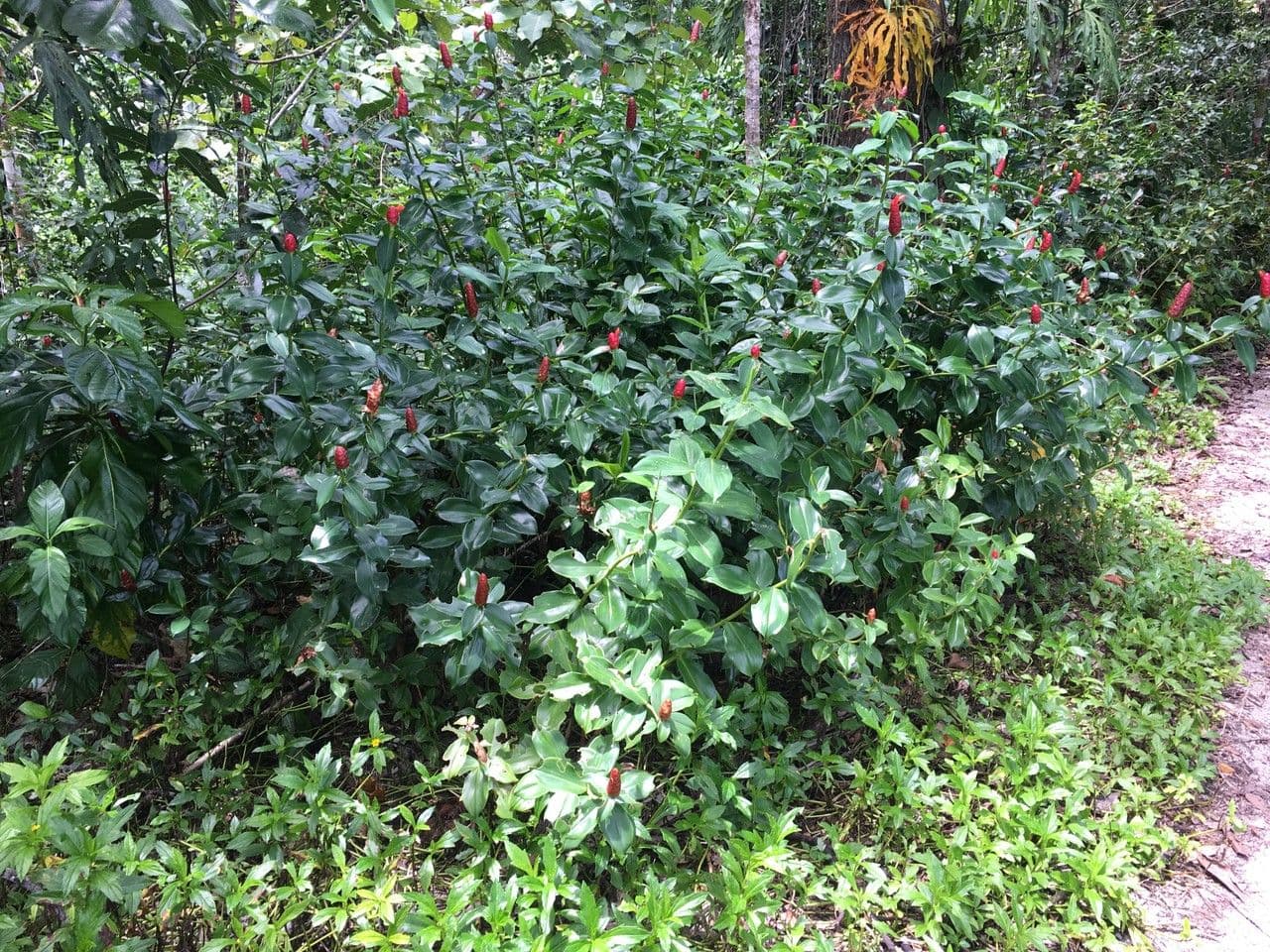 Costus 11