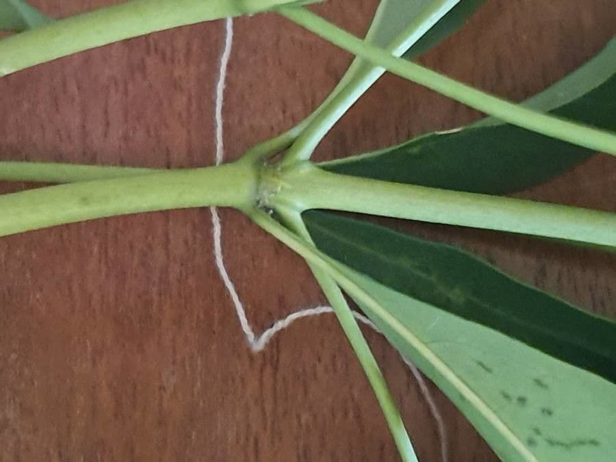 Coptosperma graveolens 27