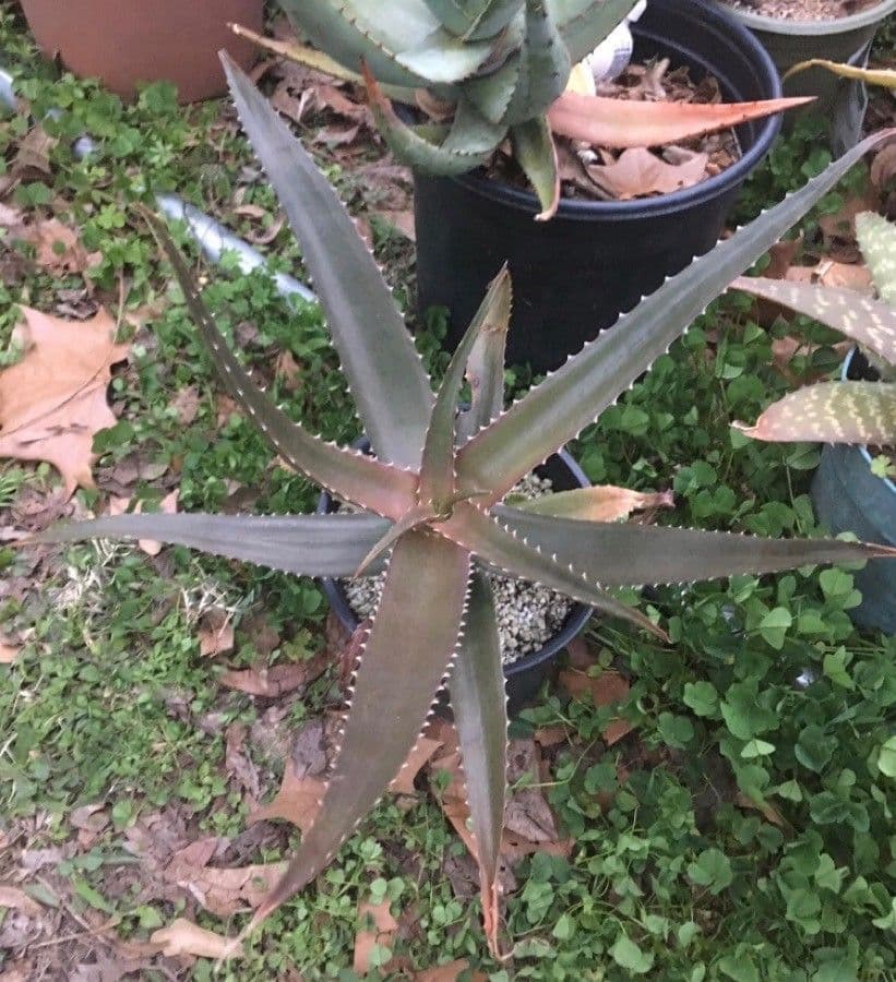 Aloe 6