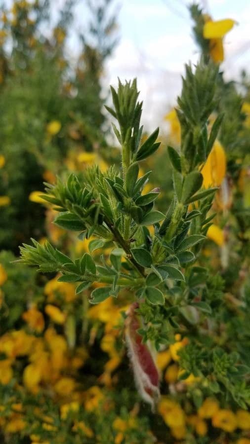 Ginestra irta 15