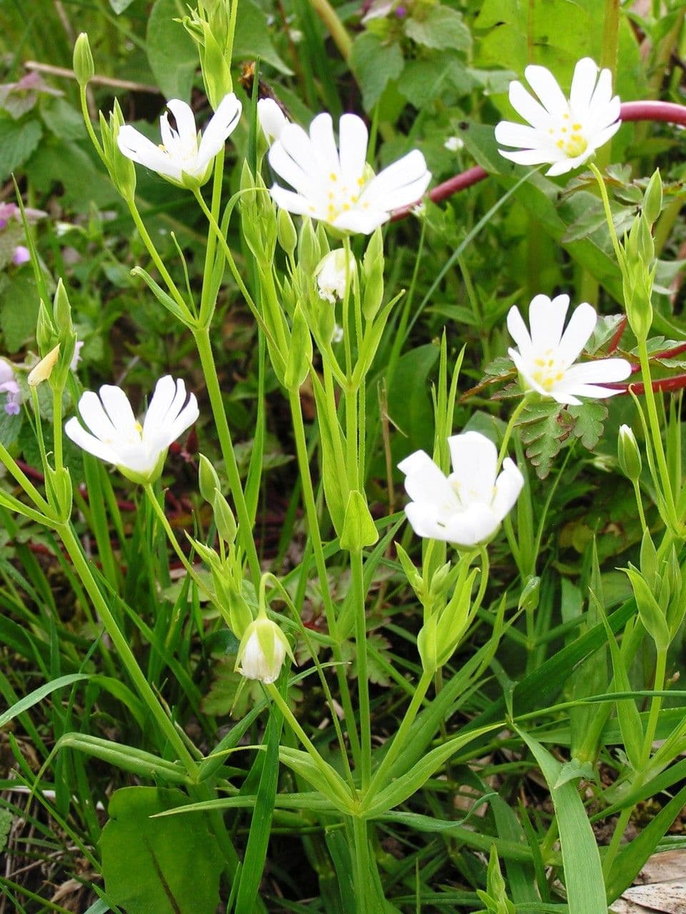 Echte Sternmiere 15