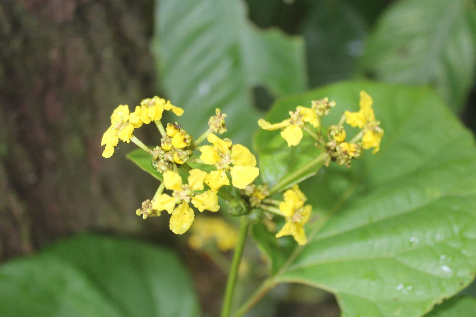 Stigmaphyllon 5