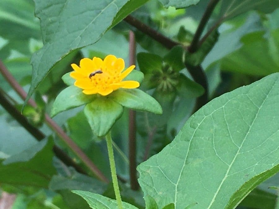 Melampodium 5