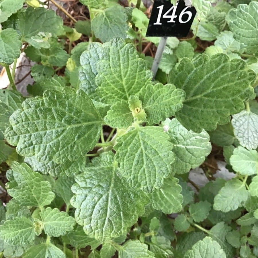 Plectranthus 2