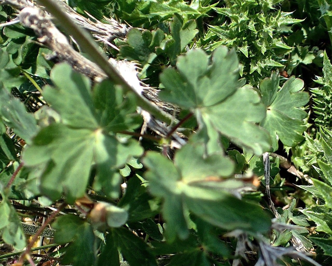 Bertolonis Akelei 9