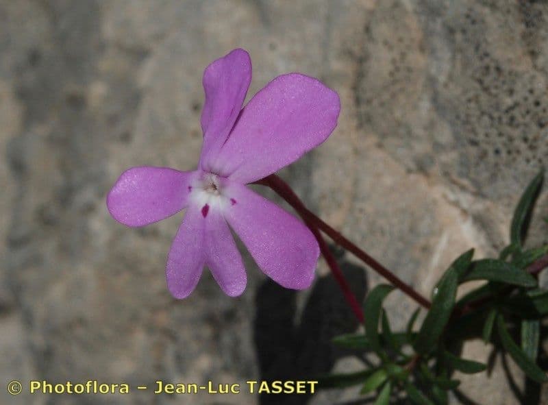 Violette 2