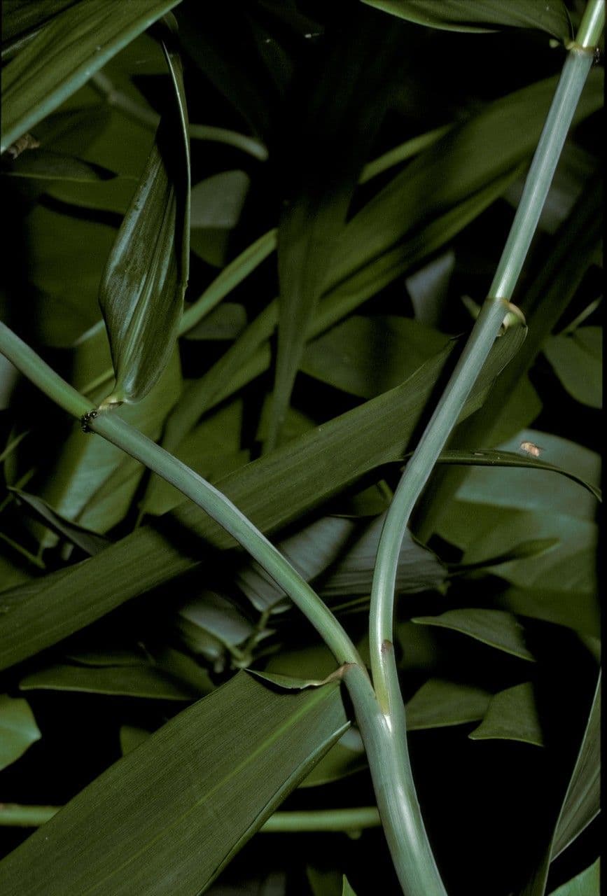 Flagellaria indická 16