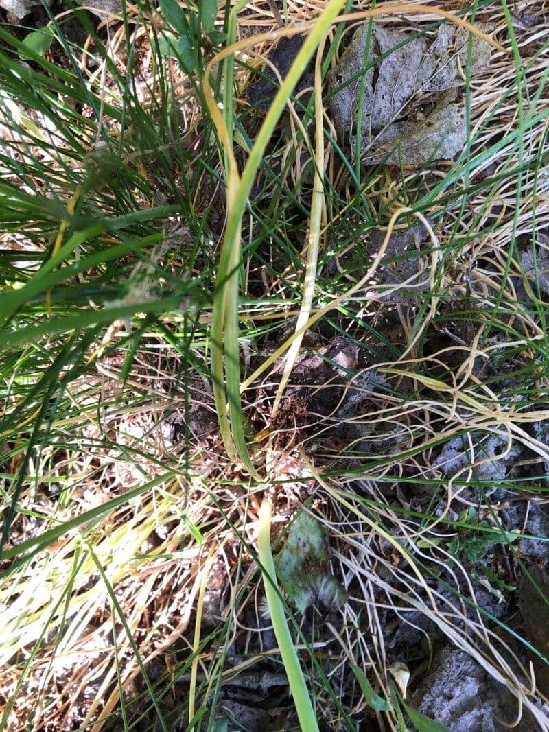 Ornithogale branchu 20