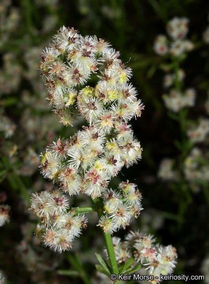 Schmalblättriges Labkraut 3