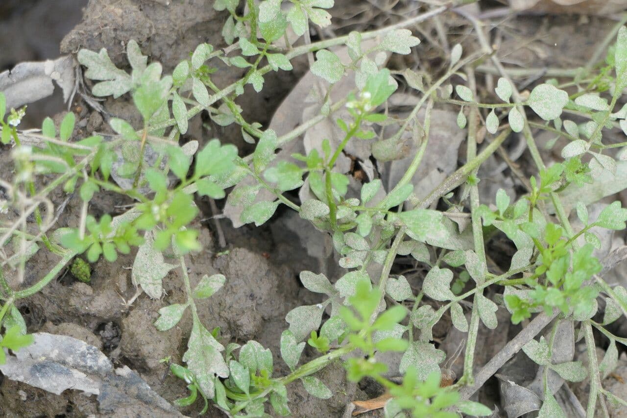 Cardamine pensilvanica 3