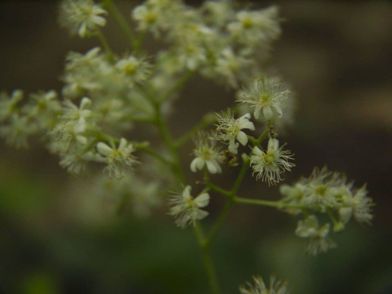 Lindens Pleuranthodendron 6