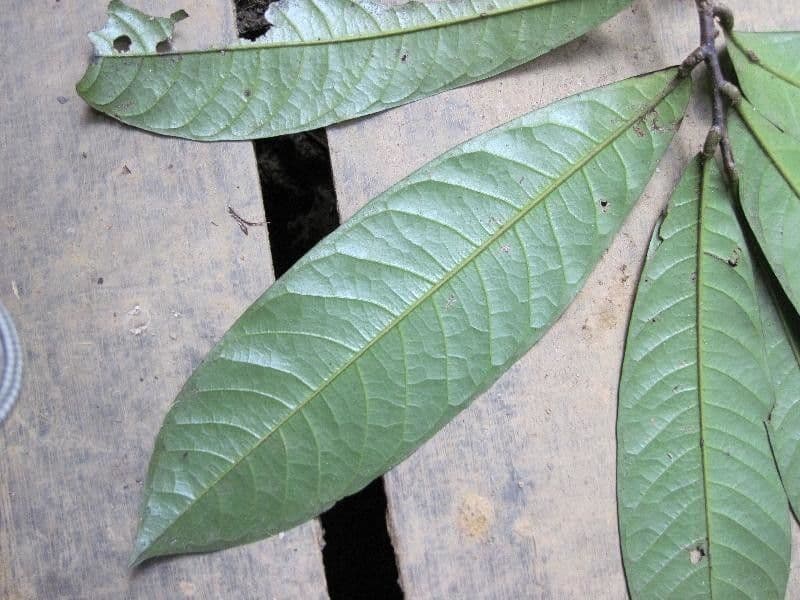 Duguetia 4