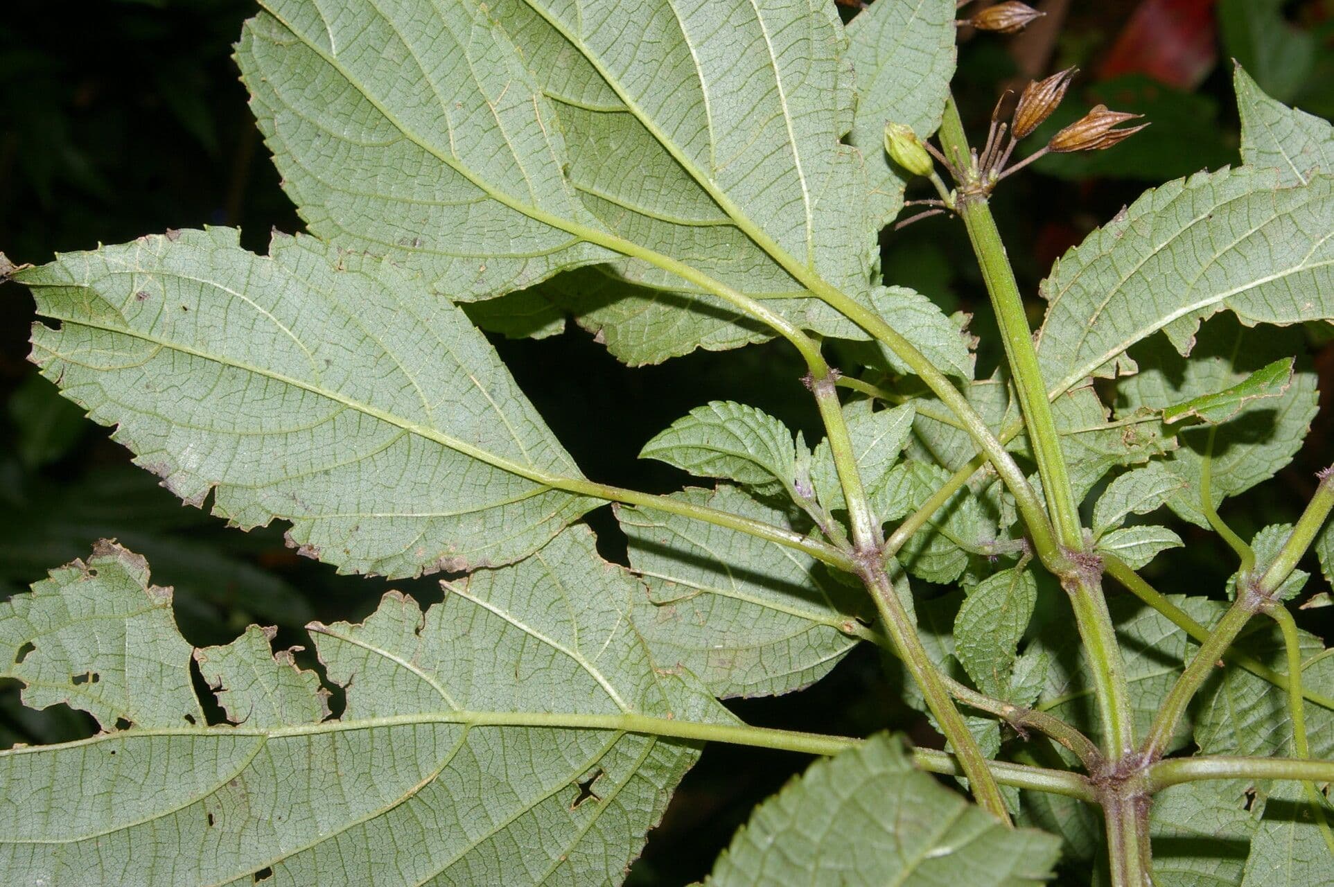 Salvia 10