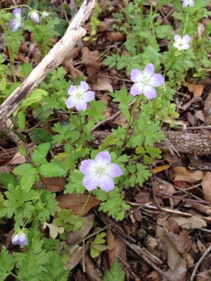 Nemophila 11