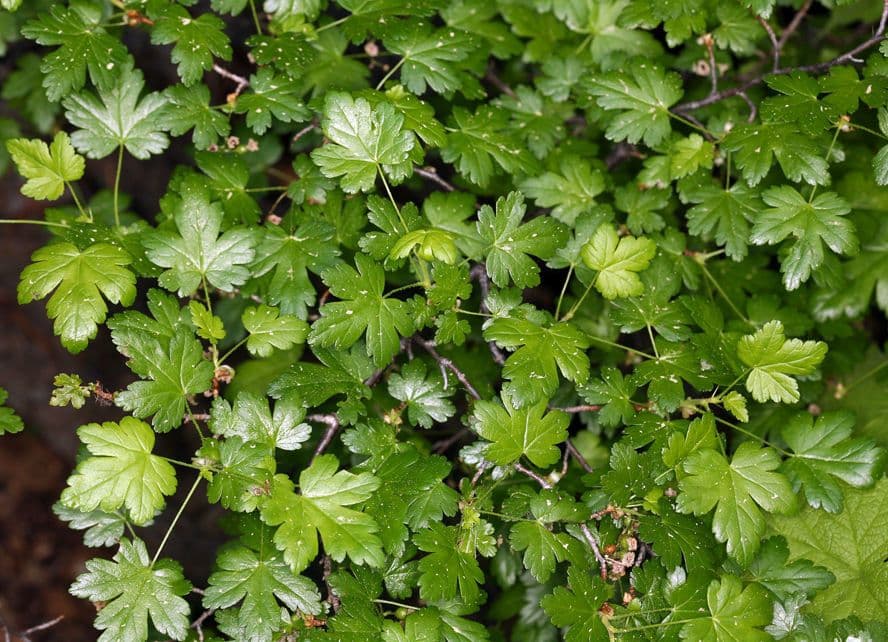 Ribes lacustre 13