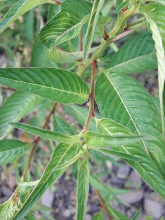 Ludwigia 11