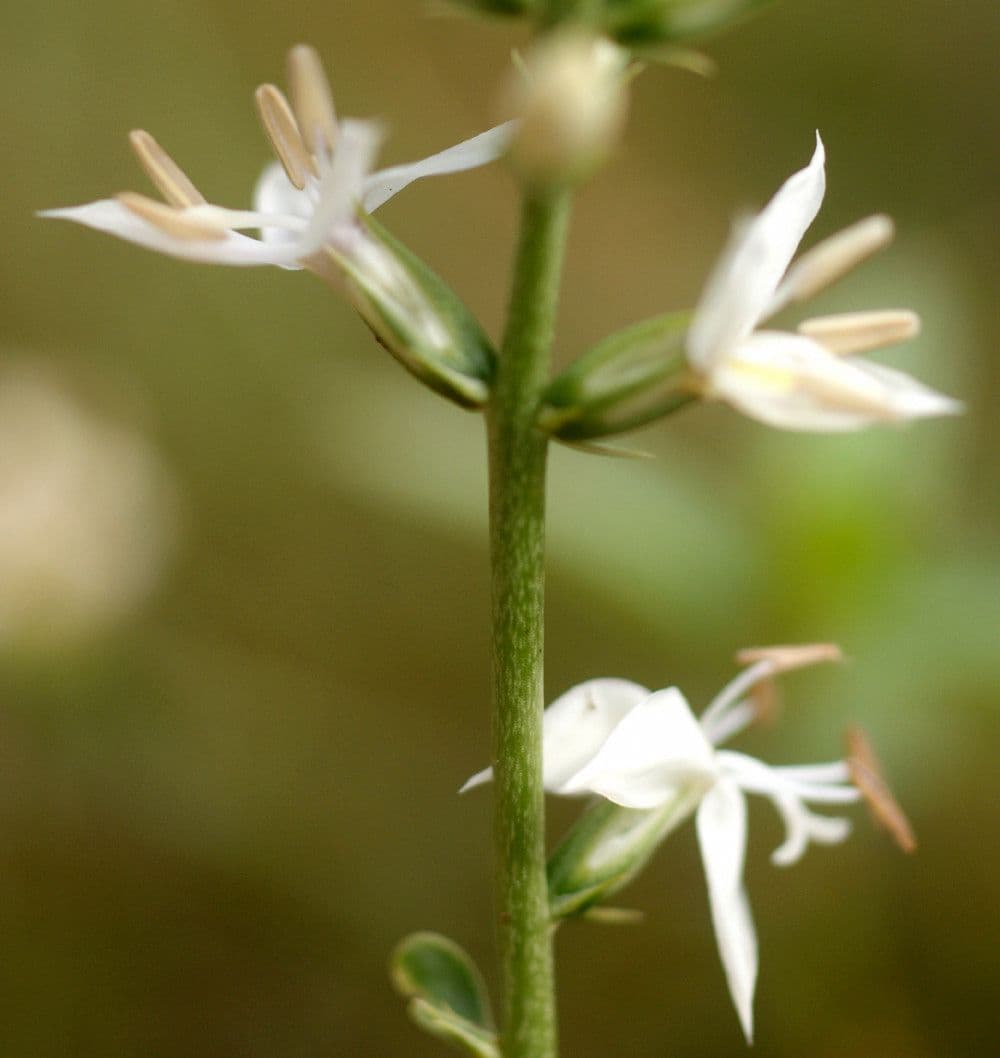 Coutoubea spigata 5