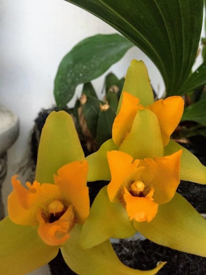 Lycaste 2