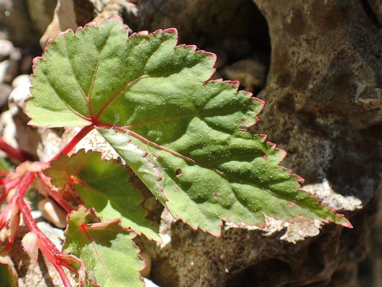 Begonia 13