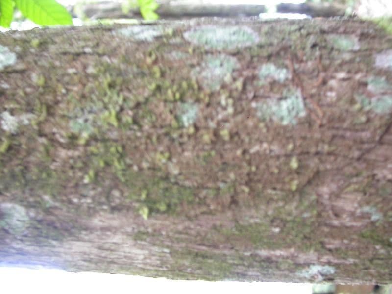 Amanoa 13