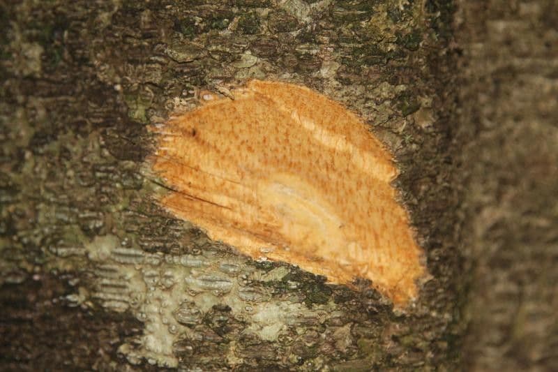 Drypetes variabilis 18