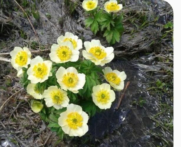 Trollius americano 4