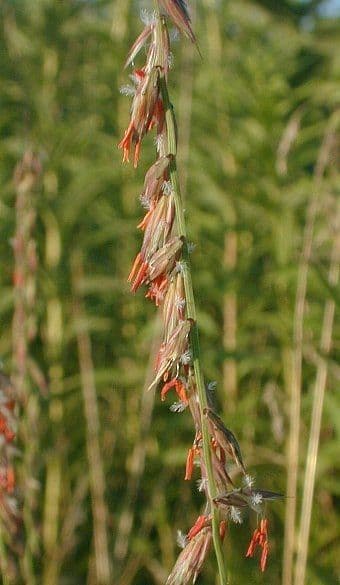 Bouteloua pendula 6