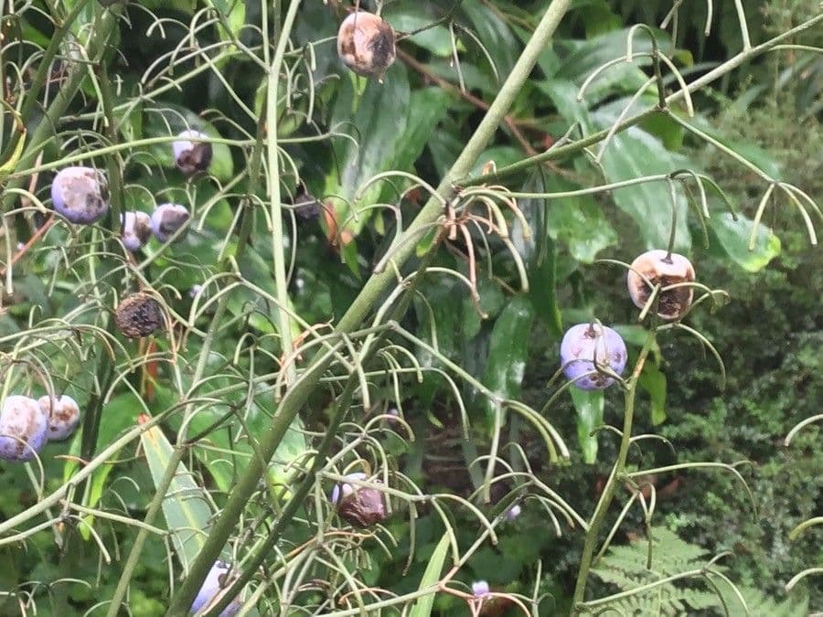 Dianella tasmanská 18