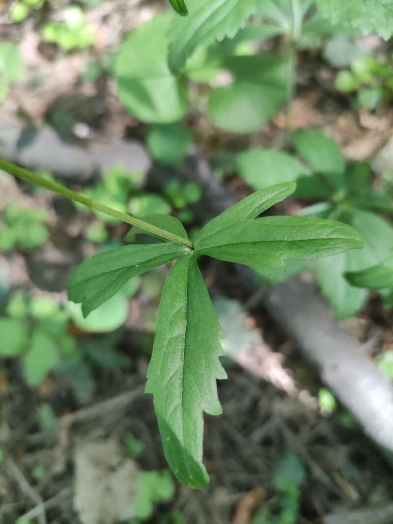 Ranunculus cassubicus 10