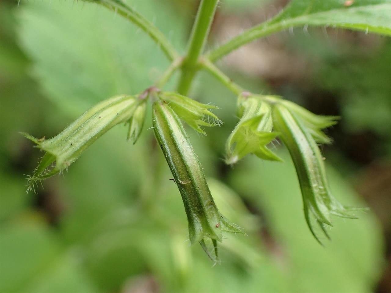 Nepitella maggiore 2