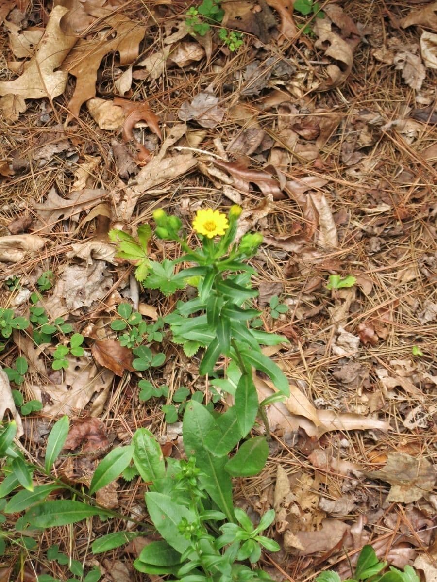 Chrysopsis mariana 6