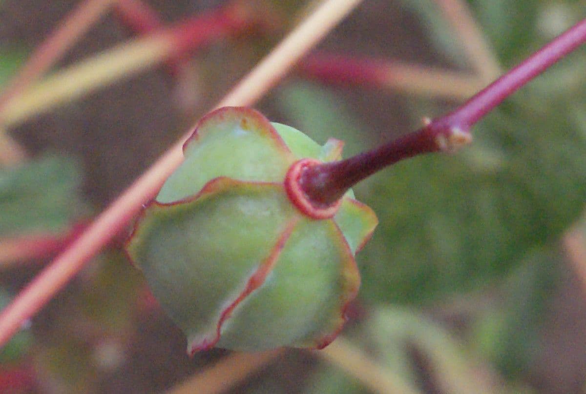 Zanthoxylum 4