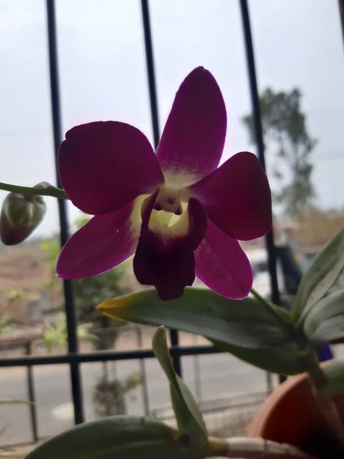 Dendrobium victoriae-reginae 14