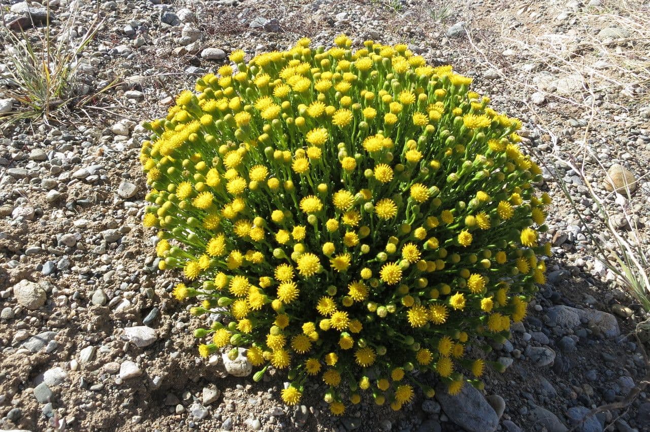 Senecio
